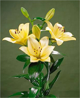 Lirio papaya Menorca